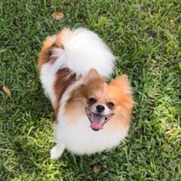 Pomeranians from Piper Poms