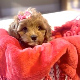 Cookie - Red female Cavapoo puppy in Liberty Hill, Texas from Cuddlebug Cavapoos of Austin