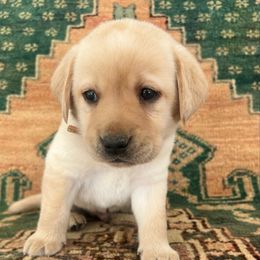 Male Pick Number 9 - Yellow male Labrador Retriever puppy in Husser, Louisiana from Kristen