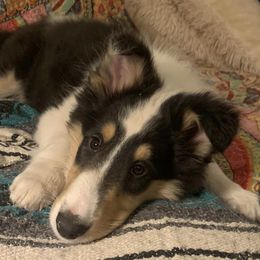 Collies from Romany Collies