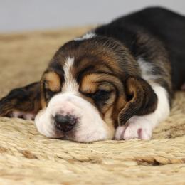 Millie - Black brown and white female Basset Hound puppy in Idaho from Welcome Home Bassets