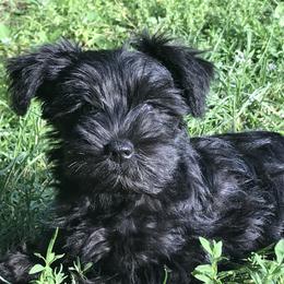 Miniature Schnauzer Puppies from Divine Miniature Schnauzers