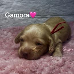Gamora - Cream female Dachshund puppy in Jena, Louisiana from Amy’s Mini Doxies
