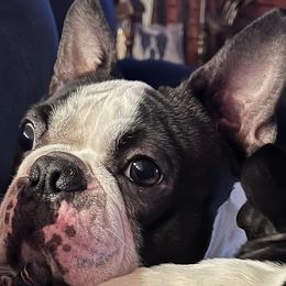 Eddie G - Boston Terrier