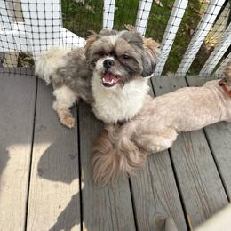 China - Shih Tzu