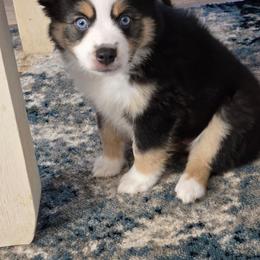 Comet - Black & white female Miniature Australian Shepherd puppy in San Tan Valley, Arizona from Jaylee's Miniature Australian Shepherds