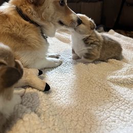 Pembroke Welsh Corgi All Grown Up from Newton Hay & Cattle