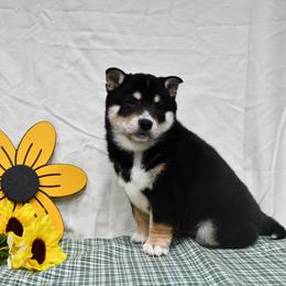 Cody - Black and tan male Shiba Inu puppy in Arcola, Illinois from Highline Puppies