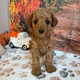 Prescott - Red  male Poodle puppy in Lebanon, Missouri from Perkins Pups