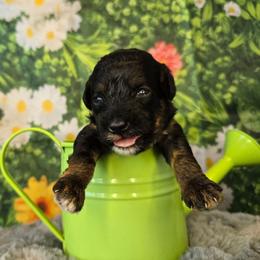 Pluto - Black tri-color male Aussiedoodle puppy in Prescott Valley, Arizona from Ramirez Family Doodles