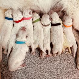Berger Blanc Suisse Puppies from Moonlight Berger Blanc Suisses