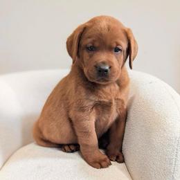 Estelle - Yellow female Labrador Retriever puppy in Angola, Indiana from Reniers Labrador Retrievers