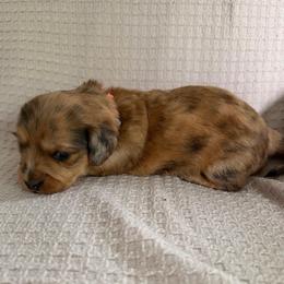 Girl 2 AKC Orange - Dapple female Dachshund puppy in Grand Valley, Pennsylvania from Dachshunds on the Hill