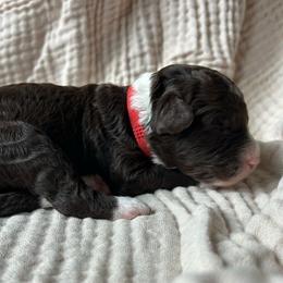 Red Boy - Brown male Double Doodle puppy in Huntsville, Alabama from Winchester Doodles