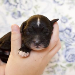 Belle - Black and white female Cockapoo puppy in Bethlehem, Georgia from Darling Doodles