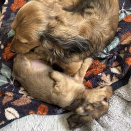Hercules - Cream male Dachshund puppy in Alabaster, Alabama from Doxies of Olympus
