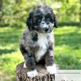 Coca-Cola - Blue merle male Aussiedoodle puppy in Corydon, Indiana from Ridgeline Doodles