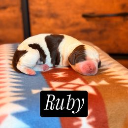 Ruby - Liver white and tan female English Springer Spaniel puppy in Uvalda, Georgia from Willow Creek Farms
