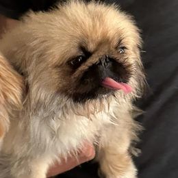 Pekingese from Pekingeseco