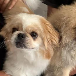 Pekingese from Pekingeseco