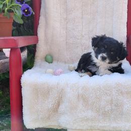 Cadbury - Black tri male Miniature Australian Shepherd puppy in Gainesboro, Tennessee from Family Tradition