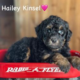 Hailey Kinsel - Black phantom female Aussiedoodle puppy in Lancaster, Minnesota from Finney Ranch