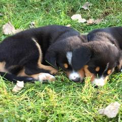 Entlebucher Mountain Dogs from Swiss Stock Entlebuchers