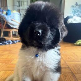 Flik - White and black male Newfoundland puppy in Claremont, New Hampshire,, New Hampshire from Kinson Ridge Giants
