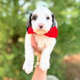 Australian Labradoodle, Bernedoodle, and Cavapoo Puppies from Doodles of Oz