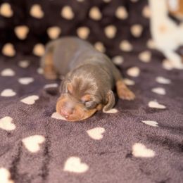 Buttercup - Chocolate and tan female Dachshund puppy in Florida from Doxie Rugrats