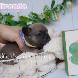 Miranda Bailey - Blue fawn female French Bulldog puppy in Loxahatchee, Florida from Blue Wonder Frenchies