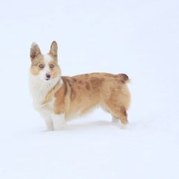 Tulsa - Pembroke Welsh Corgi