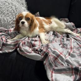 Dolly - Cavalier King Charles Spaniel