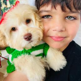Holly - Cream female Maltipoo puppy in Sugar Land, Texas from Celebrity Maltipoos