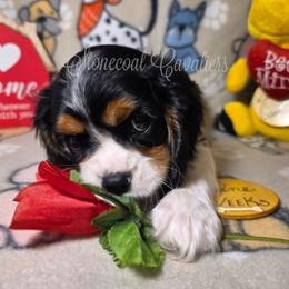 Crystal - Tri-color female Cavalier King Charles Spaniel puppy in Kermit, West Virginia from Stonecoal Cavaliers