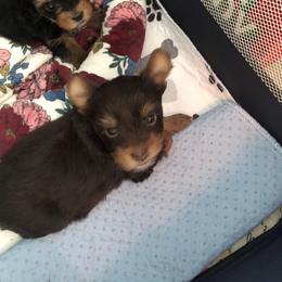 Yorkshire Terrier Puppies from Jackie Jenny’s Precious Yorkies