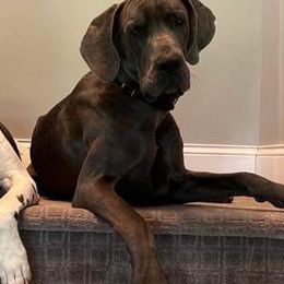 Great Danes from Emily's Great Danes