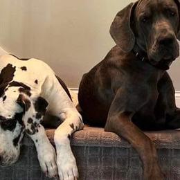 Great Danes from Emily's Great Danes