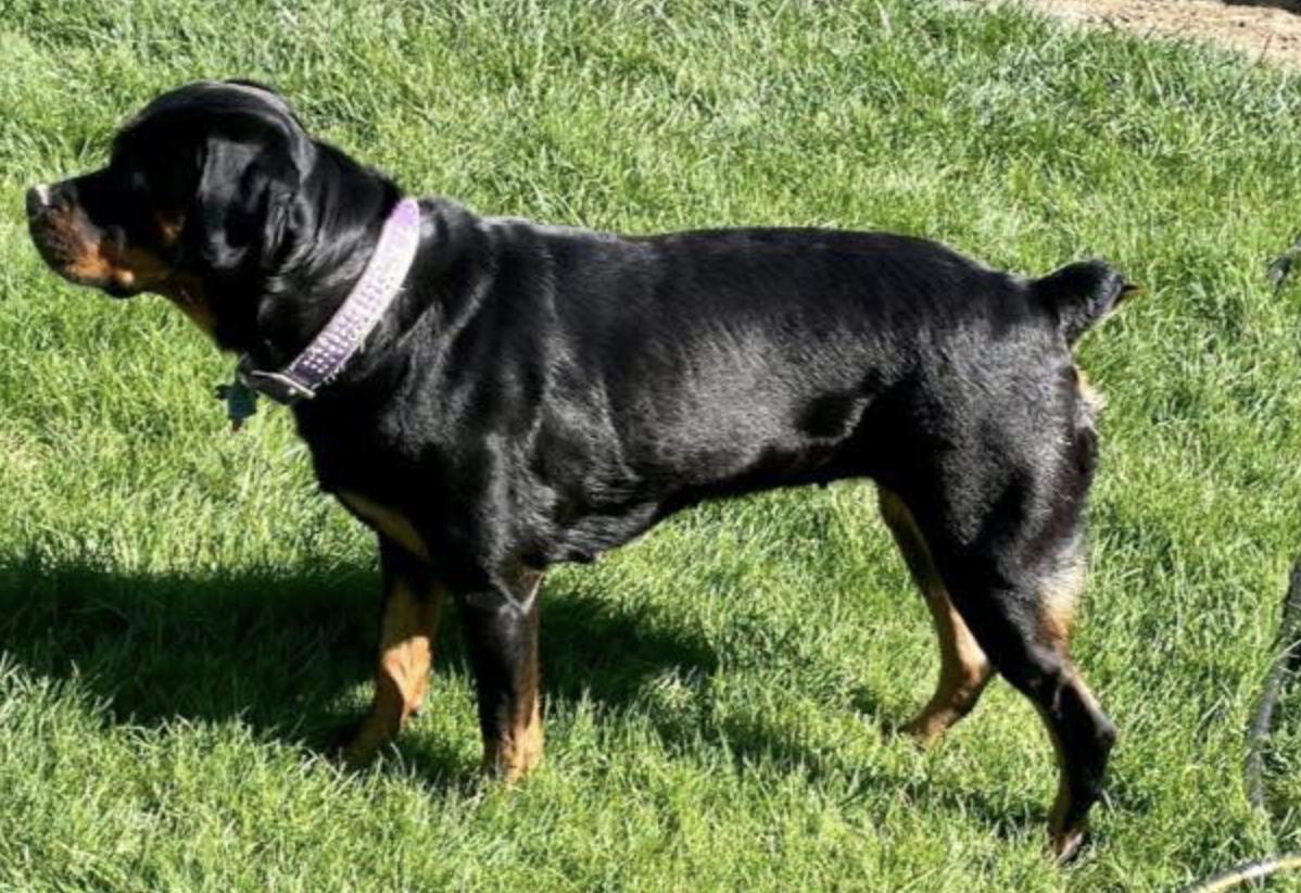 541Rottweilers in Oregon | Rottweiler puppies | Good Dog