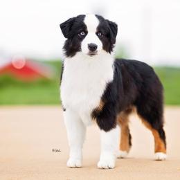 Miniature American Shepherds from Stellar Miniature American Shepherds