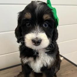 Edith - Tri-color female Bernedoodle puppy in Garrettsville, Ohio from Sunset Family Farm