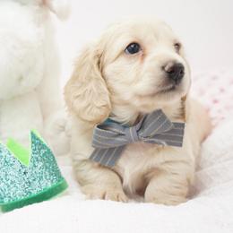Dereck McDreamy - Cream male Dachshund puppy in Big Rapids, Michigan from 30 Acre Woods Dachshunds