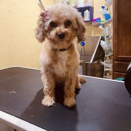 Andie - Aussiedoodle