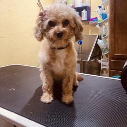 Andie - Aussiedoodle