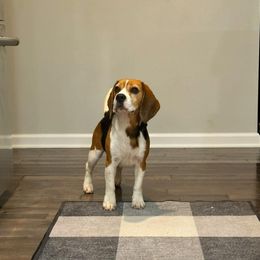 Secret - Beagle