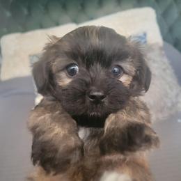 Duke.  (He is Brindle) - Black & tan tri-color male Maltipoo puppy in Arkansas from Harper's Pups
