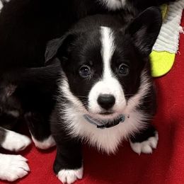 American Corgi, Cardigan Welsh Corgi, and Pembroke Welsh Corgi Puppies from DnD Corgis
