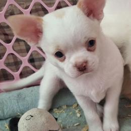 Boy 2 - White male Chihuahua puppy in Haines City, Florida from Kassafina Kennel