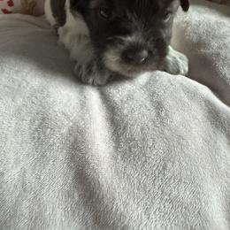 Kara- Asha - Parti female Miniature Schnauzer puppy in Pearland, Texas from K & S Schnauzers