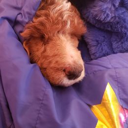 Aussiedoodle, Bernedoodle, and Poodle Puppies from Color Country Doodles